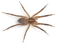 Zora nemoralis