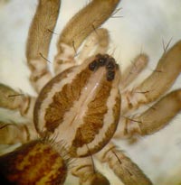 Zora nemoralis