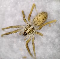 Zora silvestris