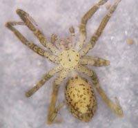 Zora silvestris