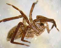 Zora silvestris
