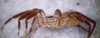Zora silvestris
