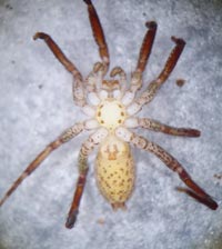 Zora silvestris