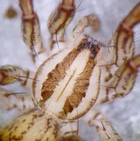 Zora silvestris