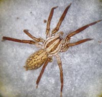 Zora silvestris