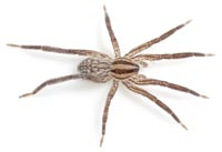 Zora silvestris