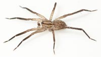 Zora silvestris