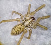Zora silvestris
