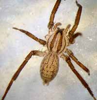 Zora silvestris