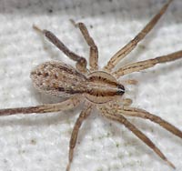 Zora spinimana