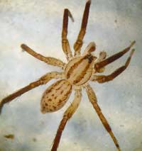 Zora spinimana