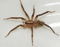 Zora spinimana