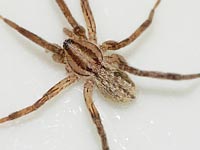 Zora spinimana