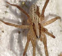 Zora spinimana