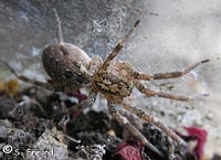 Zorospsis spinimana