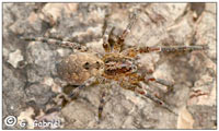 Zorospsis spinimana