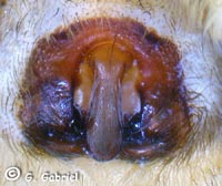 Zorospsis spinimana