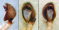 Zorospsis spinimana