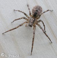Zorospsis spinimana