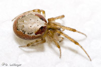 Zygiella atrica