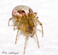 Zygiella atrica