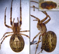 Zygiella atrica