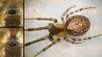 Zygiella x-notata