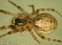 Zygiella x-notata)